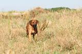 RODESIAN RIDGEBACK 003